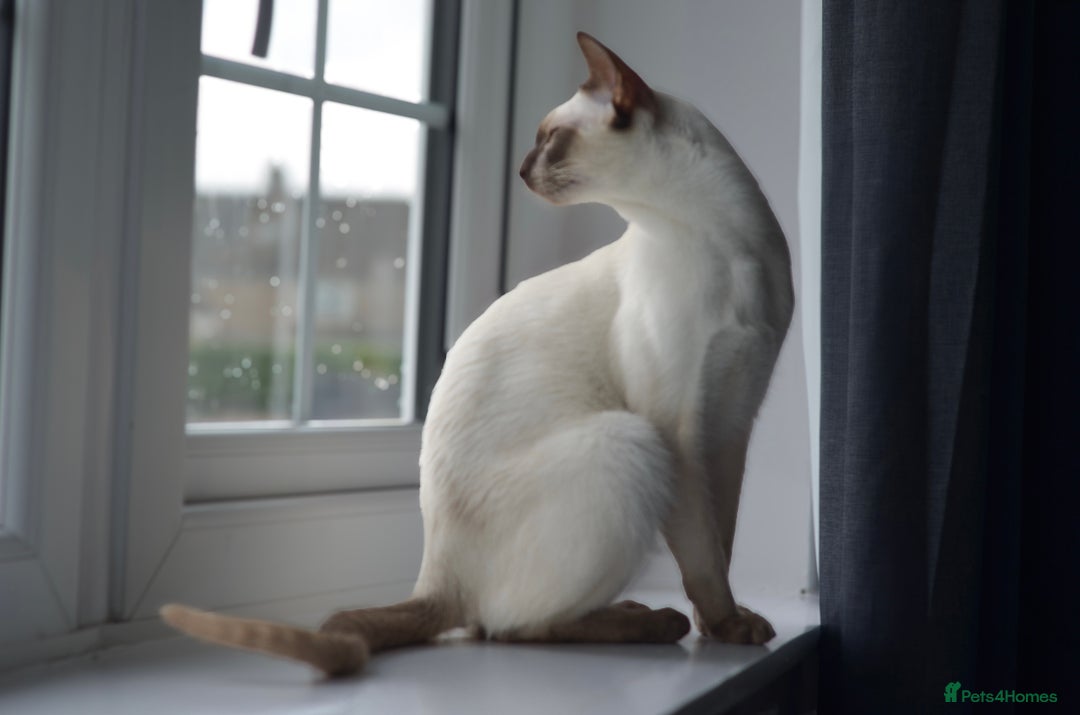 Siamese cats for sale: 🧬F1 BENAMESE KITTENS🧬  - Image 9