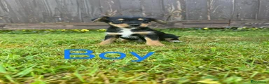 Mixed Breed Puppy 5