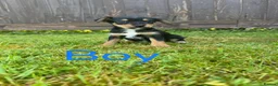 Mixed Breed dogs for sale: Jack Russell X Norfolk Terrier Puppies  in Dereham - Advert 5