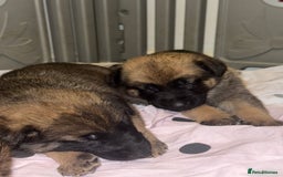 Mixed Breed dogs for sale: 8 Belgian Malinois & German Shepherd Puppies - Image 2