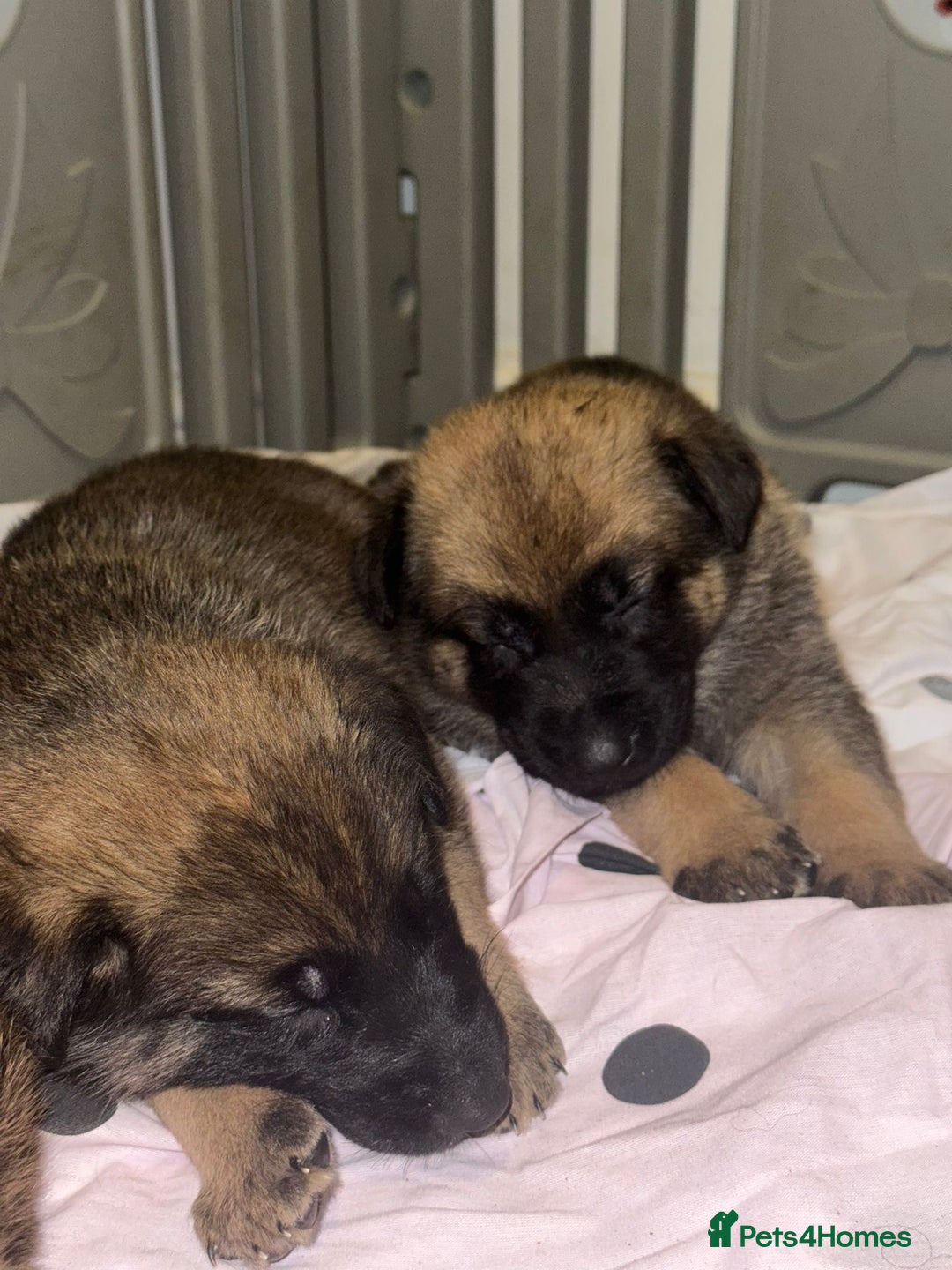 Mixed Breed dogs for sale: 8 Belgian Malinois & German Shepherd Puppies - Image 2