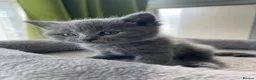 British Shorthair cats for sale: Beautiful British Kittens 🍂 - Advert 20