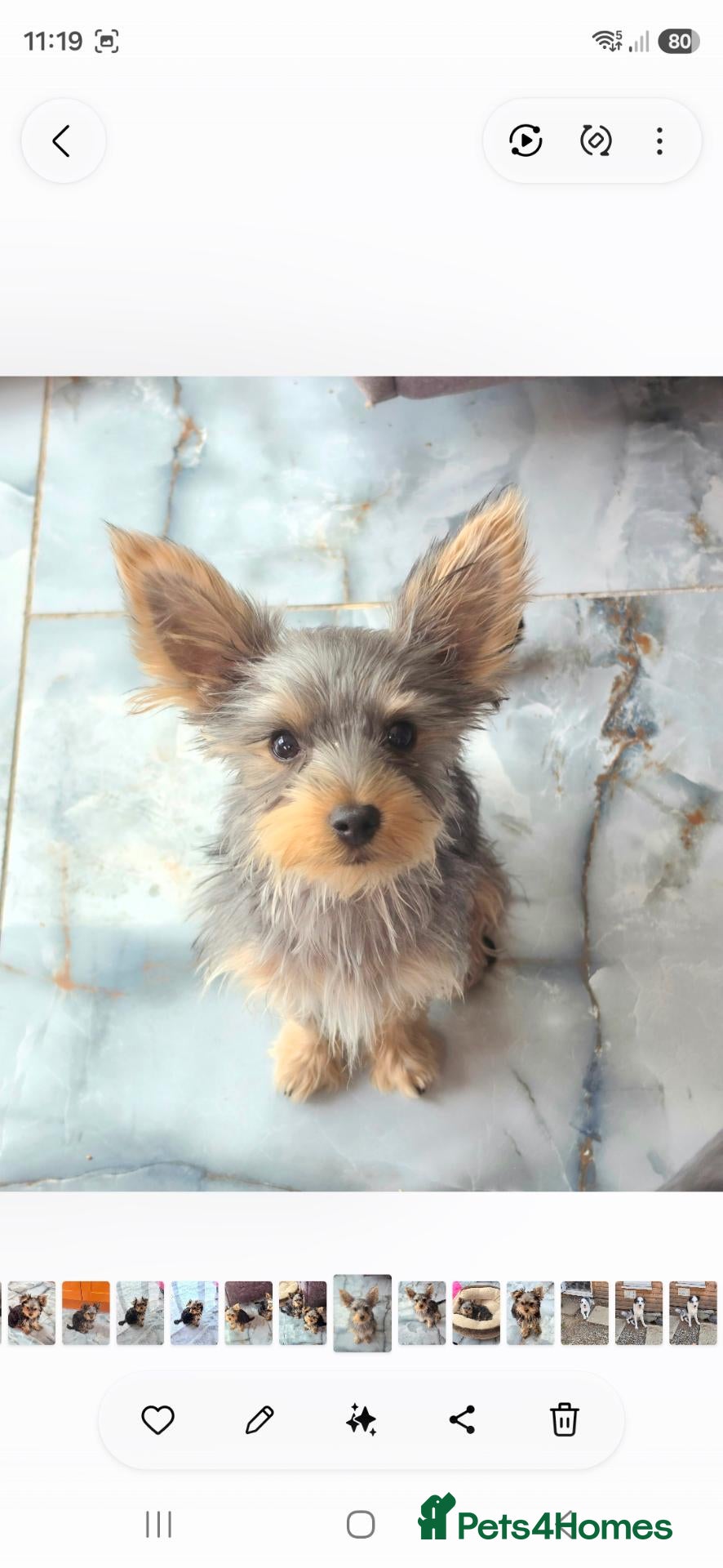 Yorkshire Terrier dogs KC Registered Yorkshire Terrier Puppies  - Advert 2