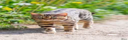 Bengal cats for sale: Bengal kittens Ready now - Advert 8