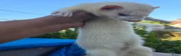 Ferret rodents for sale: Stunning part angora kits for sale - Advert 4
