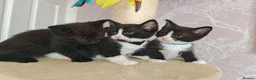 Ragdoll cats for sale: Ragdoll cross kittens - Advert 16