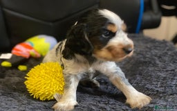 Cocker Spaniel dogs for sale: Show Cocel Spaniel- K.C. Reg. - Image 19
