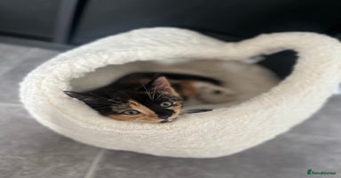 Domestic Shorthair cats - Advert 6