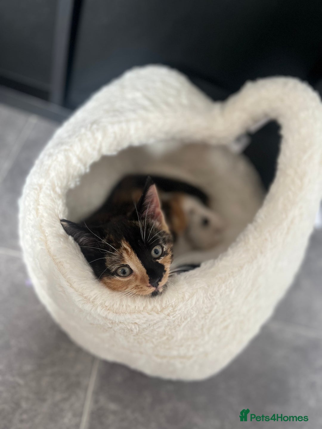 Domestic Shorthair cats for sale: Calico cat - Cleo - 1.5 years old  - Image 2