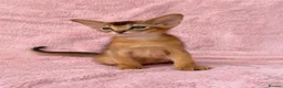 Abyssinian cats for sale: Gorgeous Abyssinian ruddy girls🤎❤️ - Advert 20