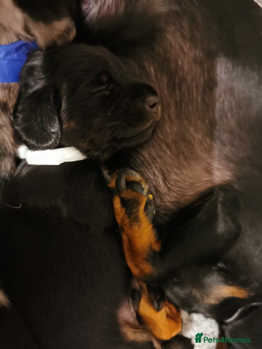 Miniature Dachshund dogs for sale: 5 beautiful miniature dachshund pups for sale - Image 4