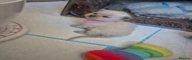 Ragdoll Kitten 3