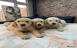 Golden Retriever dogs for sale: KC®️BEAUTIFUL GOLDEN RETRIEVER PUPPIES 🐶❤️ HIP ✅  - Image 2