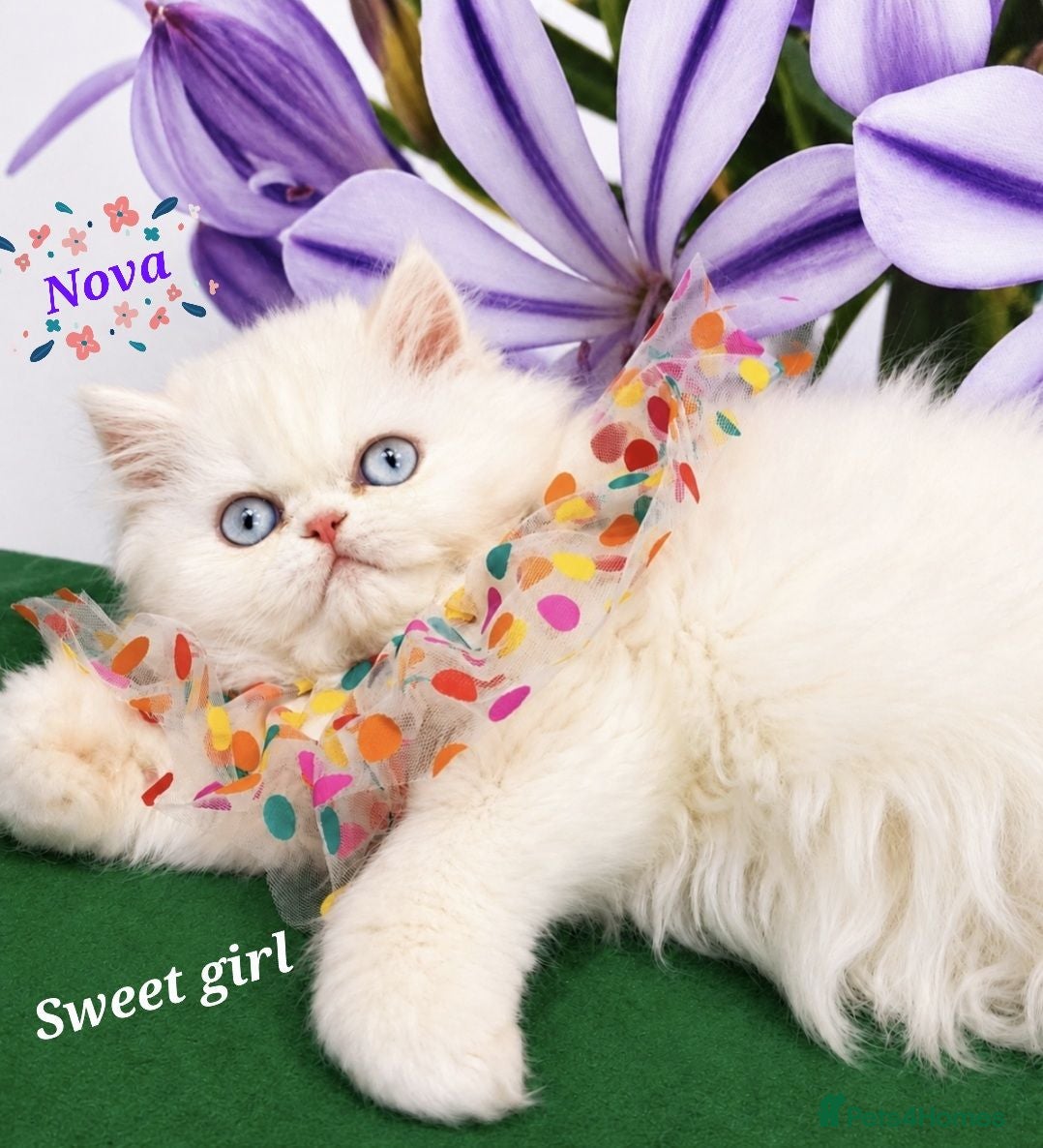 Persian cats 🎀🎀 GCCF Persian Kitten 🎀🎀 - Advert 5