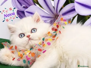 Persian cats 🎀🎀 GCCF Persian Kitten 🎀🎀 - Advert 5