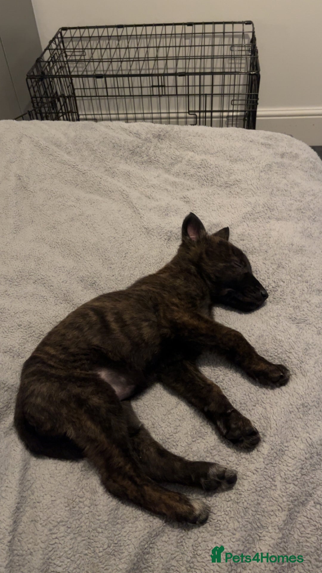 Belgian Shepherd Dog dogs for sale: Dutch herder x Belgian Malinois  - Advert 2