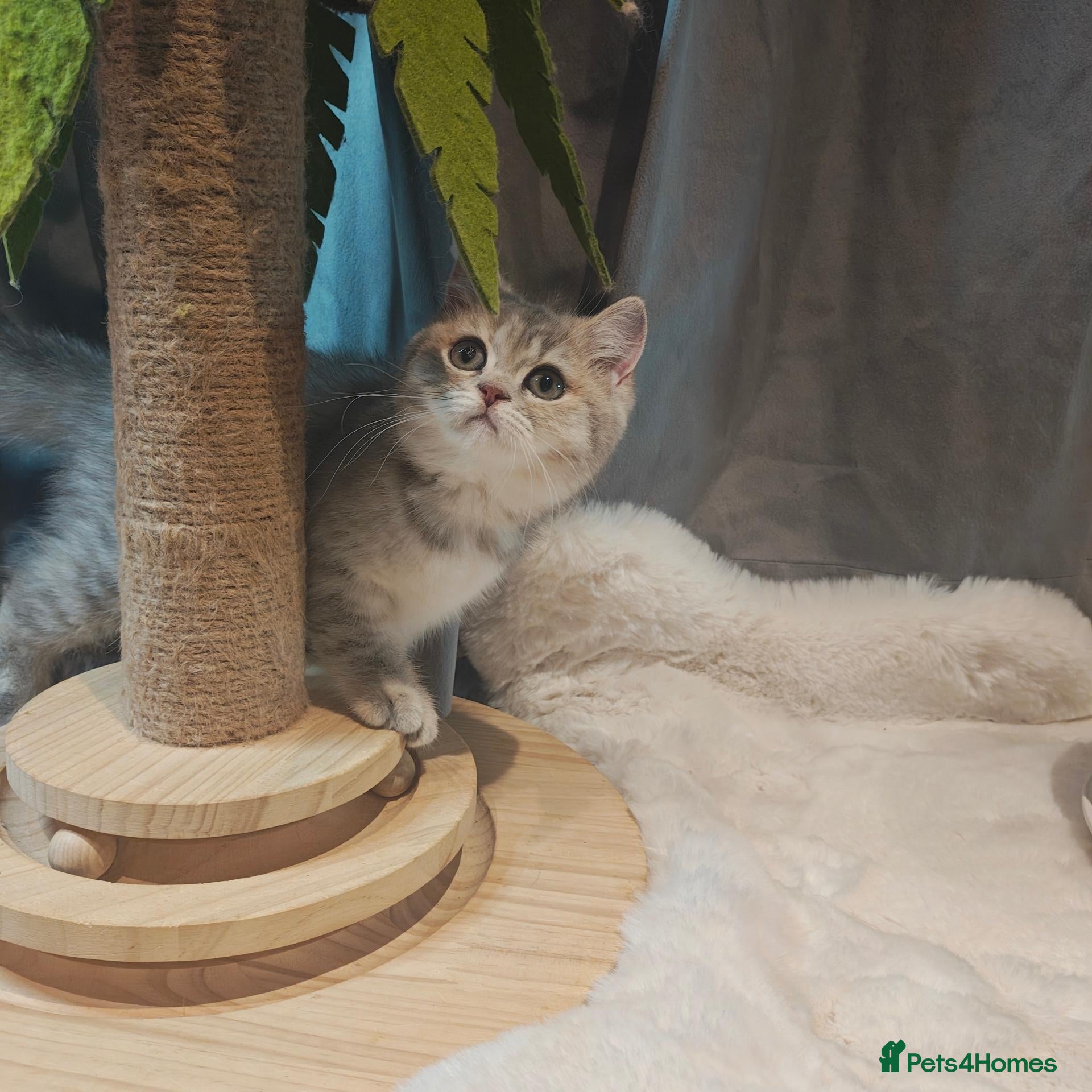 British Shorthair cats Blue golden male  - Advert 1