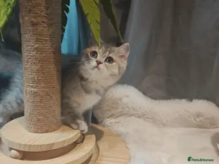 British Shorthair cats Tica registered blue golden - Advert 14