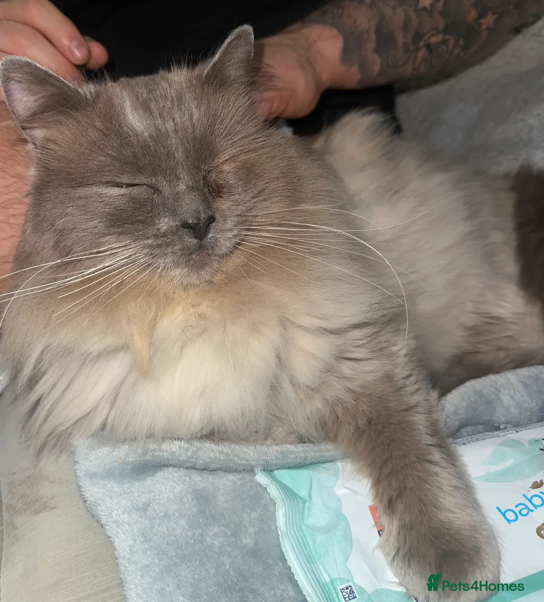 Ragdoll cats for stud: Blue Point Ragdoll STUD - Advert 4