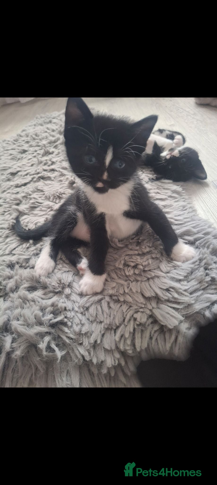 Mixed Breed cats Black and White Kittens for Sale  - Advert 2