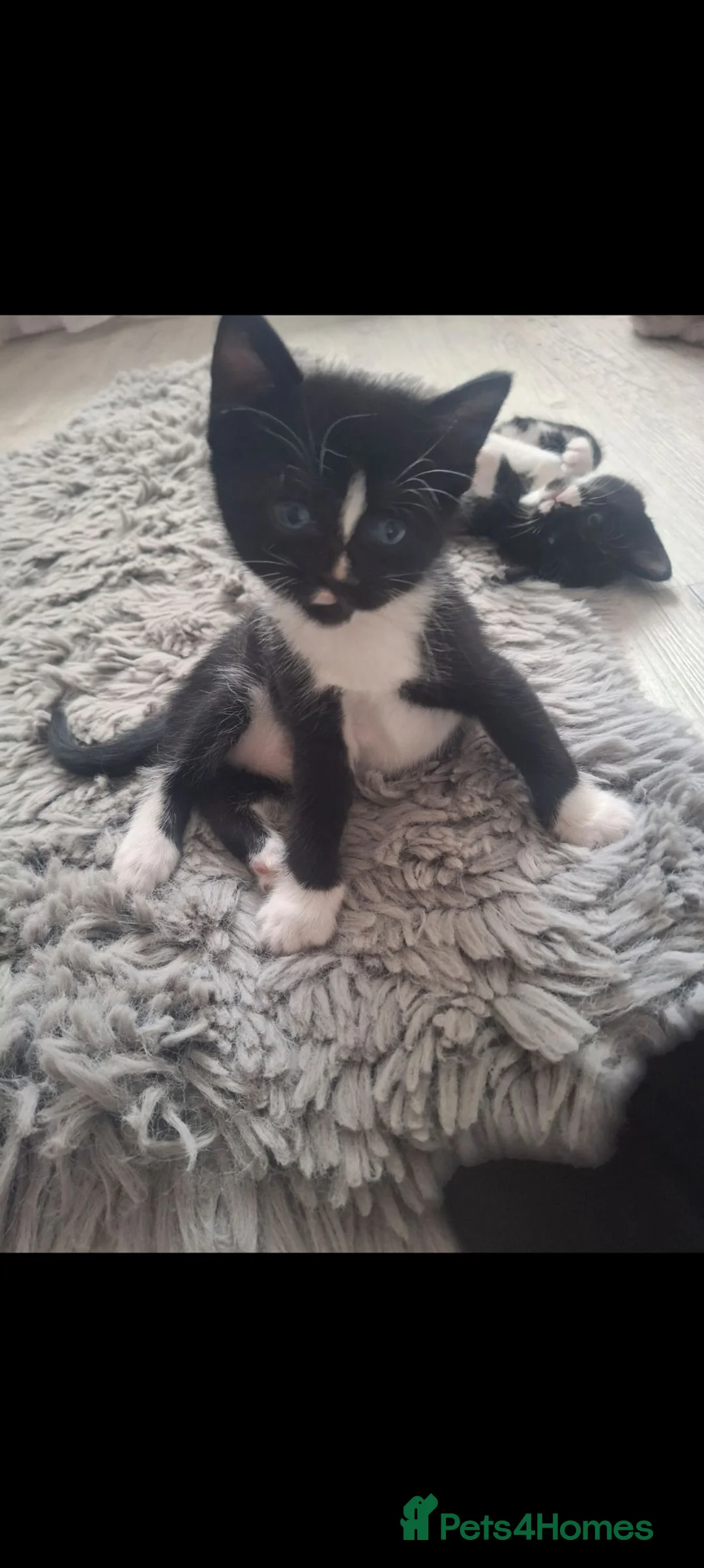 Mixed Breed cats for sale: Black and White Kittens for Sale  in Coventry - Advert 1