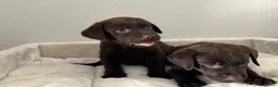 Labrador Retriever dogs for sale: Chocolate Labrador Puppies - Advert 1