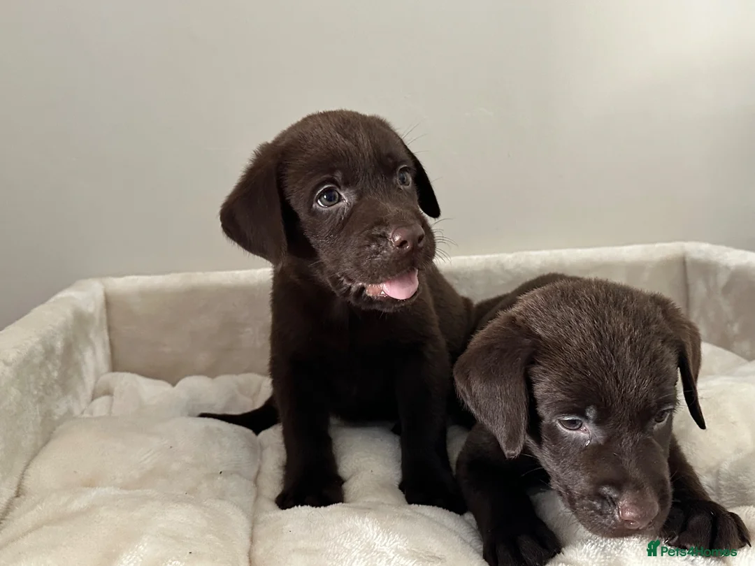 Labrador Retriever dogs for sale: Chocolate Labrador Puppies - Advert 1