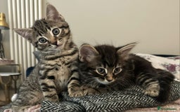 Mixed Breed cats for sale: Gorgeous Mixed Breed Main Coon Kittens  - Image 8