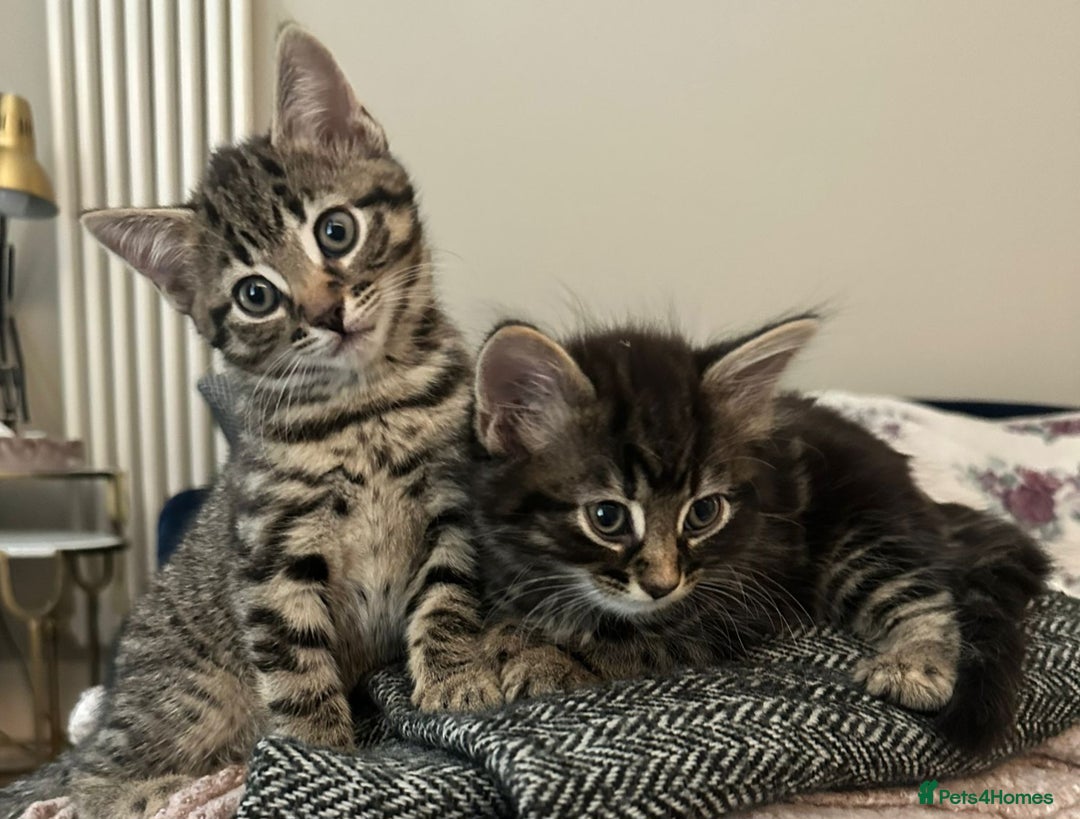Mixed Breed cats for sale: Gorgeous Mixed Breed Main Coon Kittens  - Image 8