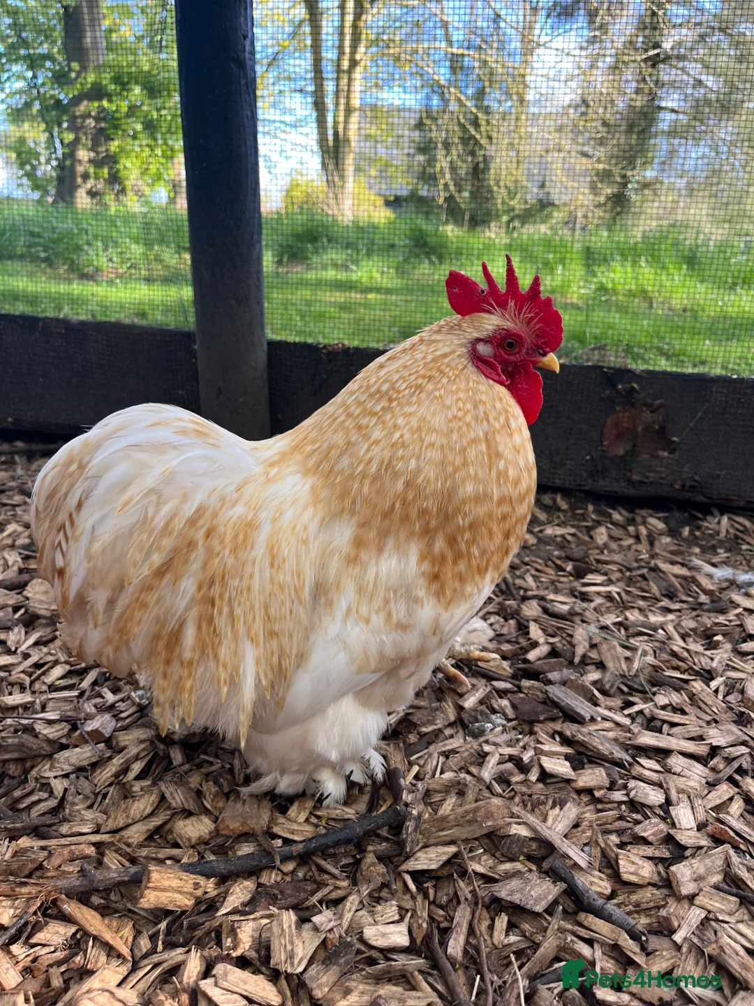 Chickens poultry for sale: Rare breed bantam cockerels - free to a good home! - Advert 1