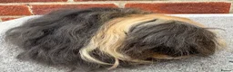 Guinea Pig rodents for sale: Guinea pig Alpaca boar 6 mths  - Advert 8