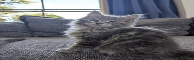 Blue Silver Classic Tabby 