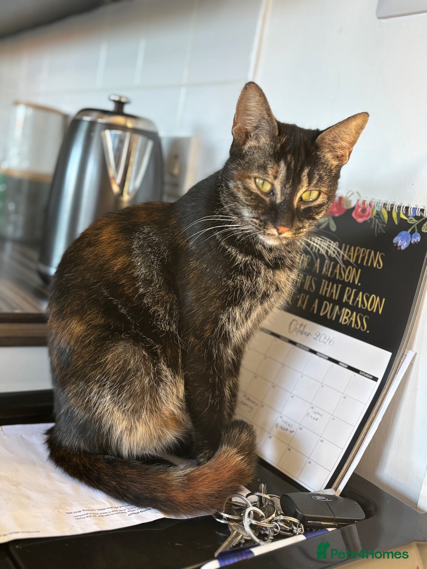Mixed Breed cats Beautiful confident kittens looking for home  - Advert 7