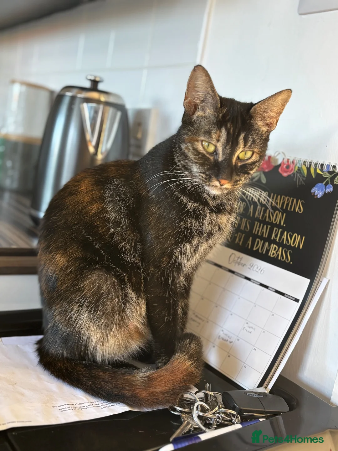 Mixed Breed cats for sale: Beautiful confident kittens looking for home  - Advert 1