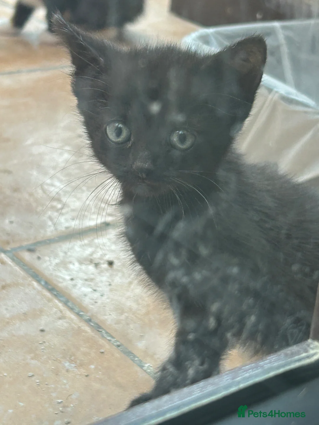 Mixed Breed cats for sale: Mixed kittens  in Northampton - Advert 4