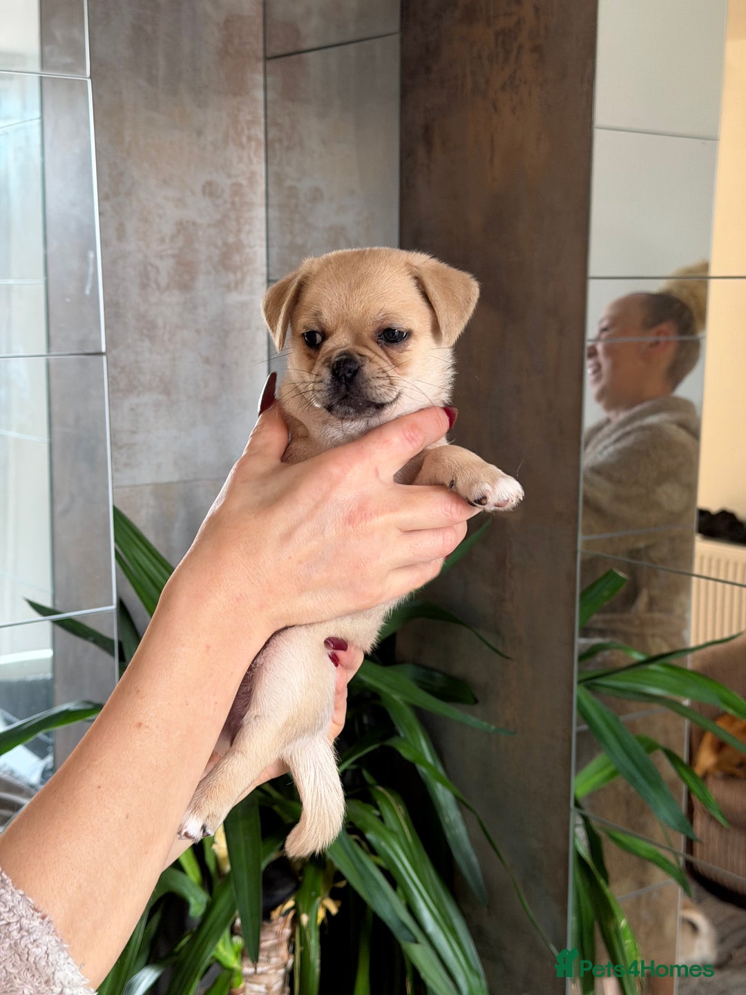 Pug dogs for sale: Adorable Pug x Pomeranian Puppies, Ready Today. - Image 16