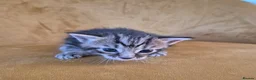 Mixed Breed cats for sale: Maine Coon Cross fluffy kittens  - Advert 3