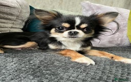 Chihuahua dogs for sale: LC Female Chihuahua  - Advert 6