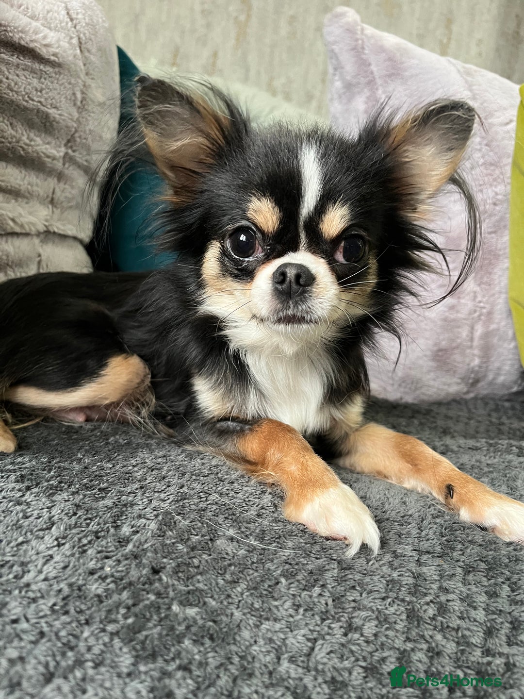 Chihuahua dogs for sale: LC Female Chihuahua  - Advert 6