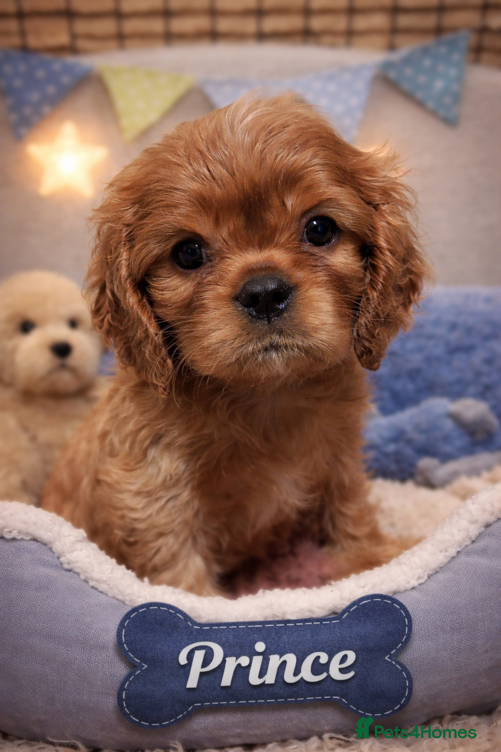 Cavalier King Charles Spaniel dogs ✨️ KC Registered Cavaliers Ruby & Blenheim boys - Advert 5