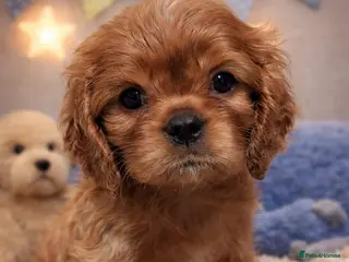 Cavalier King Charles Spaniel dogs ✨️ KC Registered Cavaliers Ruby & Blenheim boys - Advert 5