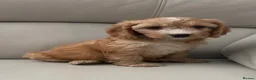 Cockapoo dogs for sale: Cockapoo puppies 🐶 in Telford - Advert 4