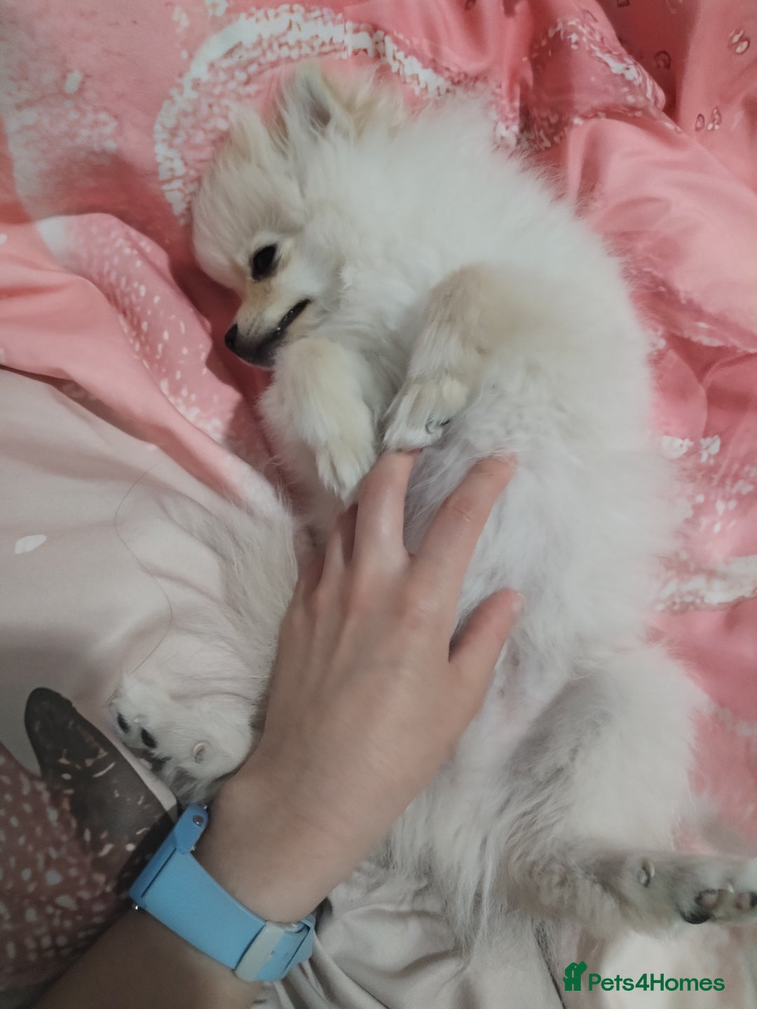 Pomeranian dogs for sale: Baby Teacup pomeranian boy  - Image 13