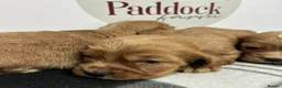 Cockalier dogs for sale: 🌟 Gorgeous Cockalier puppies 🌟 - Advert 6