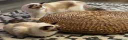 Ragdoll cats for sale: 1 Year Old Ragdoll Females- TICA registered - Advert 11