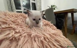 Ragdoll cats for sale: Rag doll kittens  - Image 17