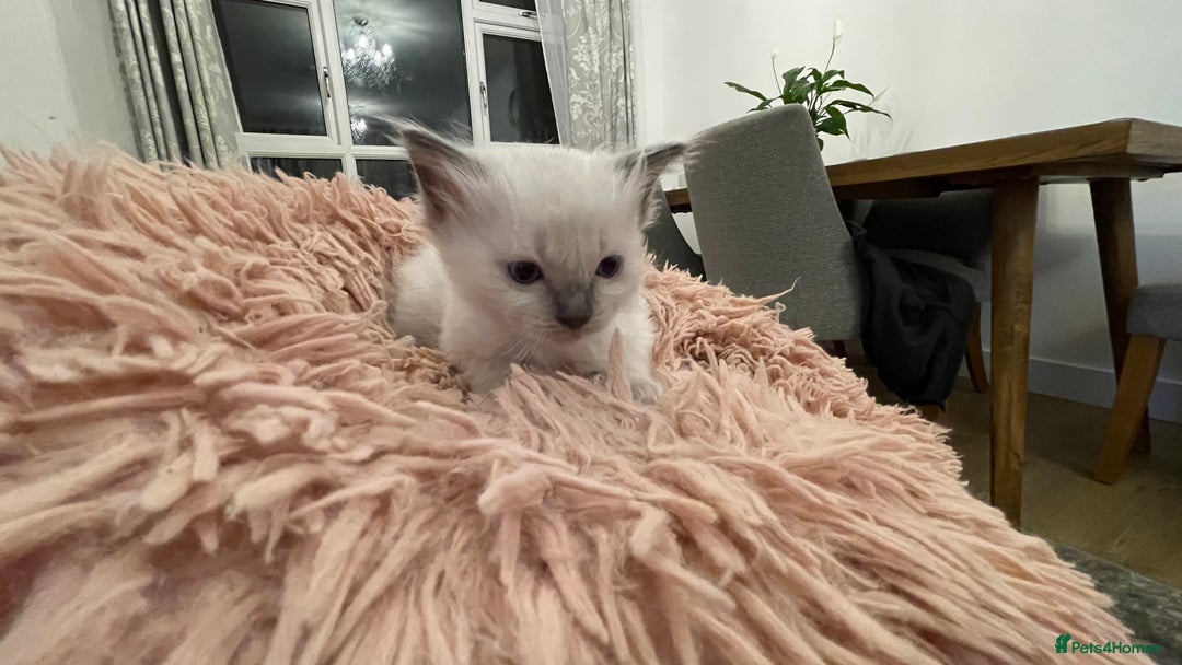 Ragdoll cats for sale: Rag doll kittens  - Image 17