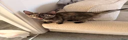 Turkish Angora cats for sale: Ready to leave 1 girl left £120 - Advert 3