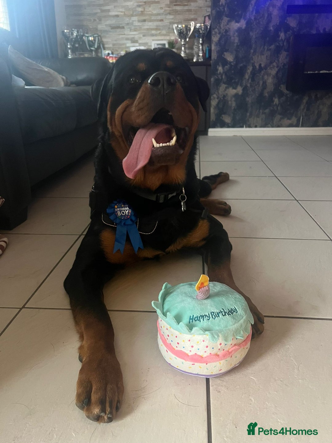 Rottweiler dogs for sale: AMAZING PEDIGREE REGISTERED ROTTWEILER PUPPIES - Image 19