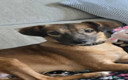 Mixed Breed dogs for adoption: Gorgeous little Lila - Image 10